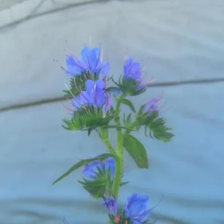 Campo de lujo Jurta Balatongyörök