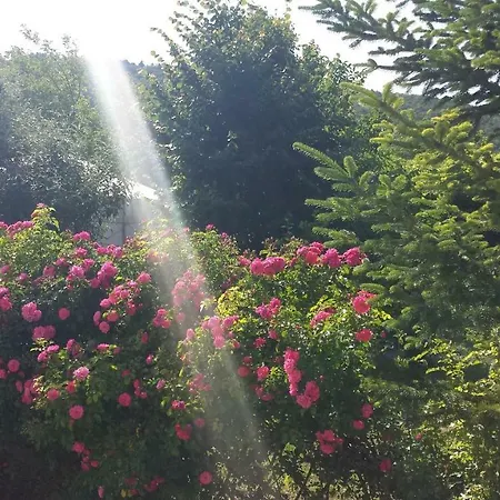 Campo de lujo Jurta Balatongyörök